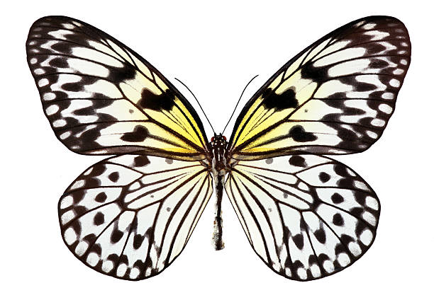 istock Big tropical butterfly for design. Beautiful black and white butterfly isolated on a white. Idea leuconoe. Rice paper butterfly. Large tree nymph. White nymph butterfly. 2221284005