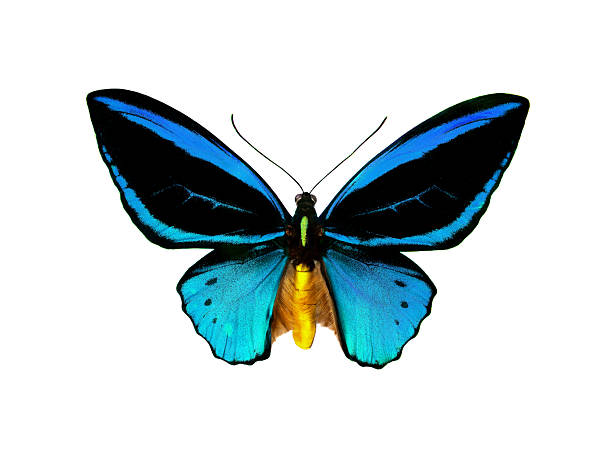 istock birdwing butterfly isolated on white. colorful tropical butterfly. 2221284114