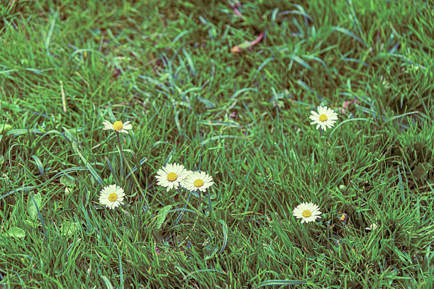 Daisy flowers from the Netherlands - Holland