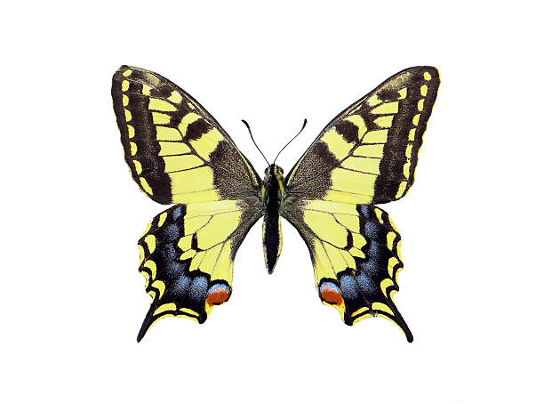 istock old world swallowtail. butterfly machaon isolated on white. 2221284756