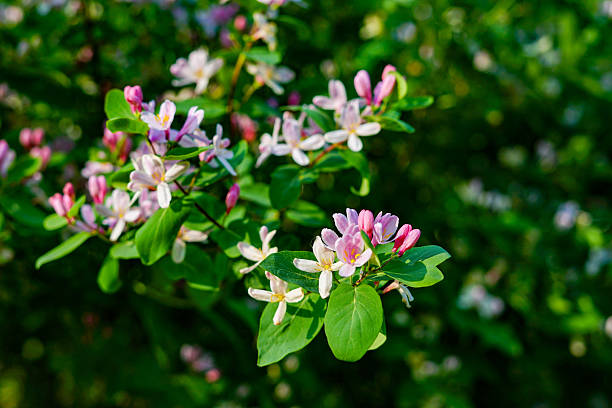 istock Pink and white flowers in the garden 2221285549