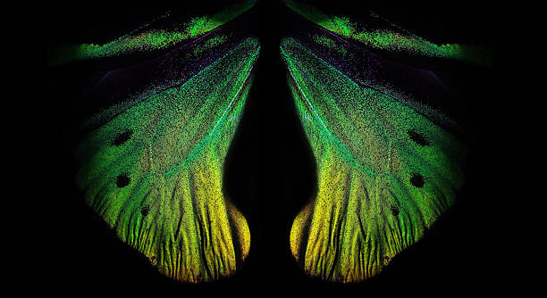 istock tropical butterfly wings isolated on black. birdwing butterfly 2221285645