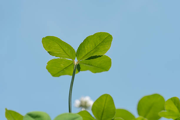 istock Four-leaf clover and blue sky seen from below 2221285760