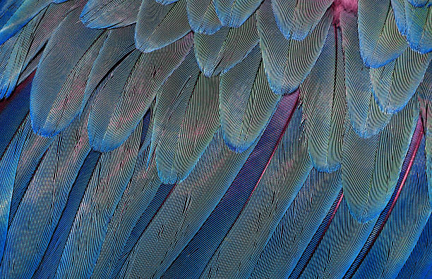 istock Natural abstract background. Natural blue background. Macaw feathers pattern. Bright colorful feathers of a parrot. tropical bird wing closeup. 2221287431