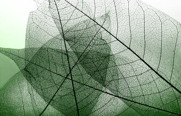Natural background. Autumn fallen skeletonized leaves. dry fallen leaves close-up.