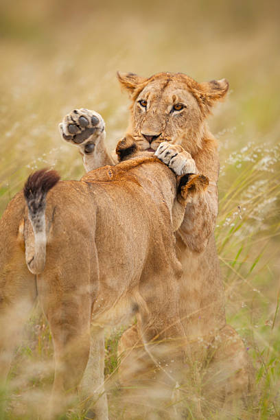 istock African lions (Panthera leo) playing, Okavango Delta, Botswana. 2221287801