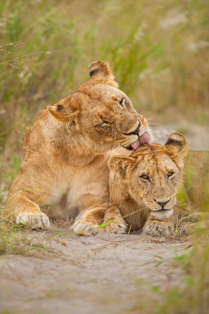 istock African lions (Panthera leo) grooming, Okavango Delta, Botswana. 2221287804