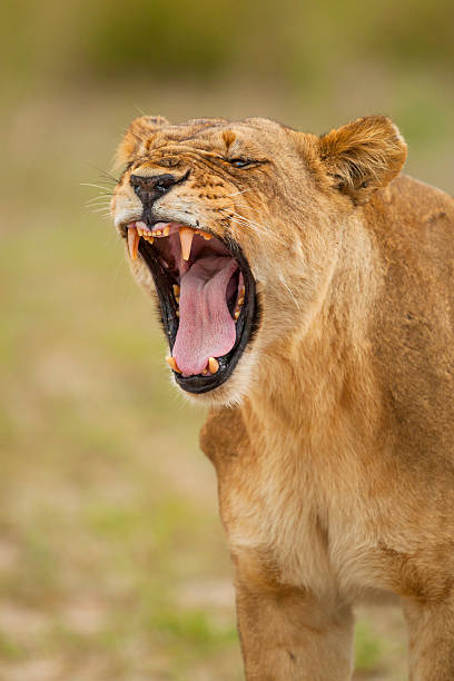 istock African lion (Panthera leo) yawning, Okavango Delta, Botswana. 2221287831