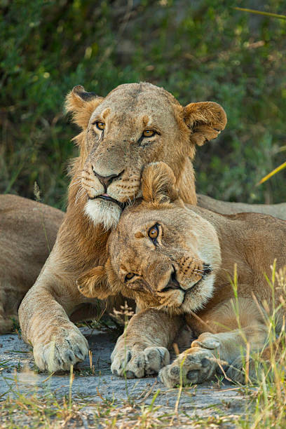 istock African lions (Panthera leo) resting, Okavango Delta, Botswana. 2221287835
