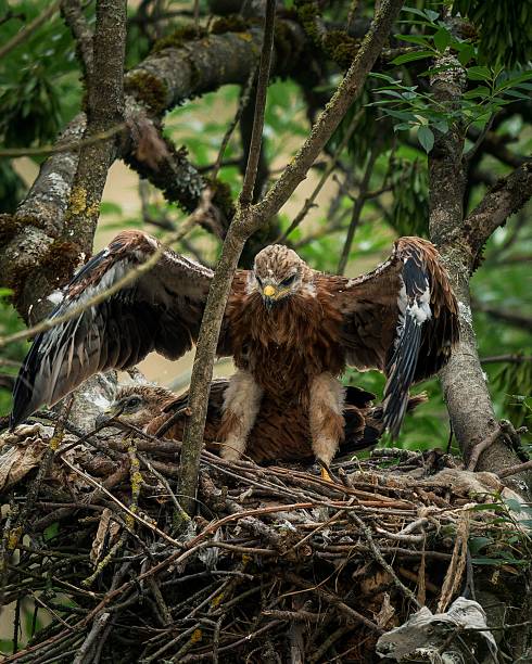 istock Majestic eagle in a lush nest. 2221287899