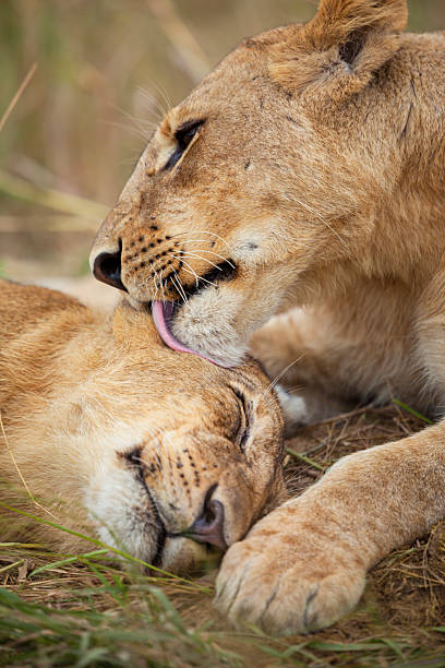 istock African lions (Panthera leo) grooming, Okavango Delta, Botswana. 2221287906
