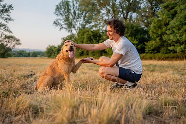 istock Man Interacting with Golden Retriever in a Beautiful Greenpark Setting 2221288790