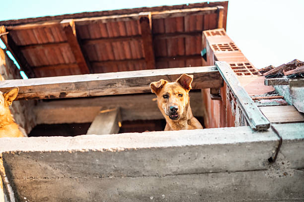 A cat carefully balances on the narrow green railing of a small balcony attached to a residential building. The rough textured wall and worn details of the architecture emphasize an urban and authentic atmosphere.