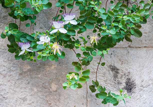 Caper Bush in Kotor Municipality, Montenegro