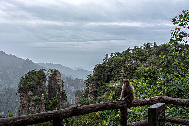 A monkey in the scenic landscape featuring the iconic sandstone columns of Huangshizhai (Yellow Stone Stronghold) in Zhangjiajie National Forest Park, a UNESCO Global Geopark in Hunan Province, China. These striking natural rock formations, often shrouded in mist and surrounded by dense forest, are among the most famous geological wonders in China and inspired the floating mountains in the movie Avatar. A popular tourist destination, the area is renowned for its breathtaking views, hiking trails, and otherworldly scenery.