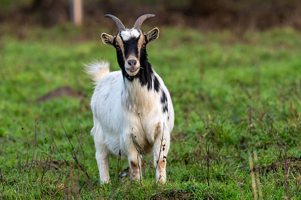 istock Close-up of a goat 2221291904