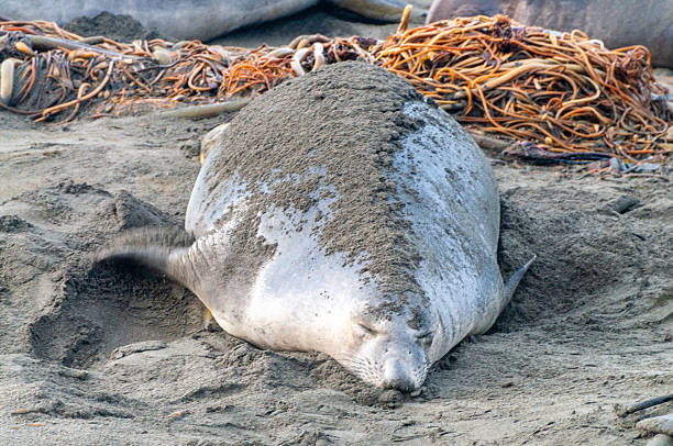 Close-up of northerns Elephant seals -Mirounga angustirostris- along the Southern California Coast.