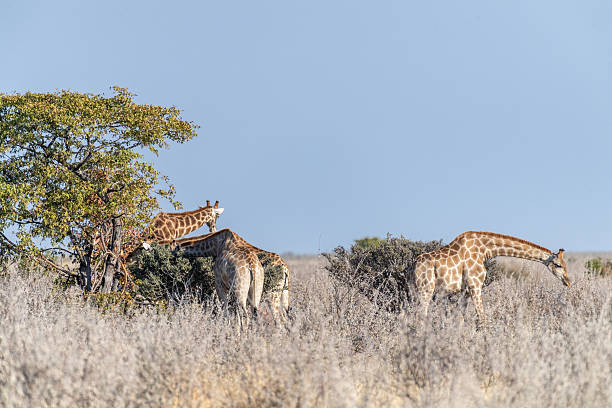 istock Giraffes in Etosha 2221291933