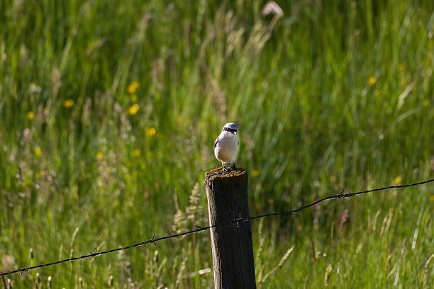 istock Small bird, shrike, perched on a wire fence 2221292008