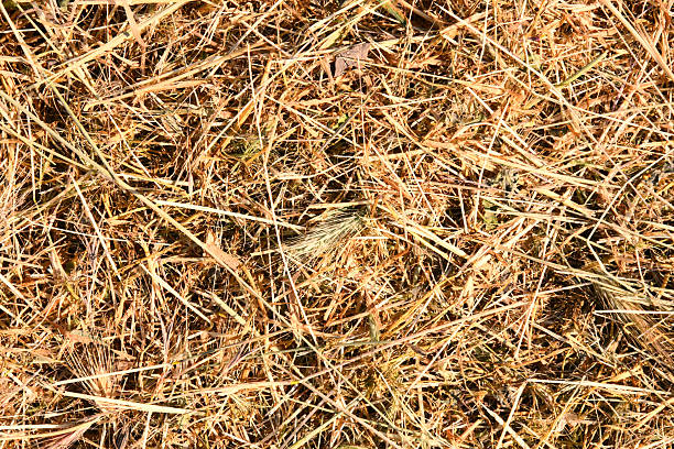 straw, dry straw, hay straw yellow background texture