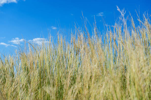 istock Feather grass in a field against a blue sky, close-up. 2221293587