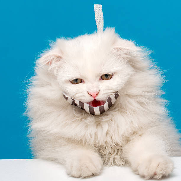 A fluffy white kitten is seen with a striped face mask slipping off its mouth while resting on a white surface against a blue background. The cat appears visibly unamused, as if fed up with the mask and demanding it be removed. The studio setup captures a humorous and exaggerated reaction to wearing face coverings.