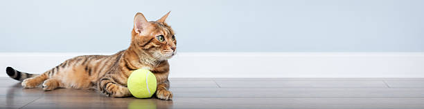 istock Bengal cat with a tennis ball. 2221294359