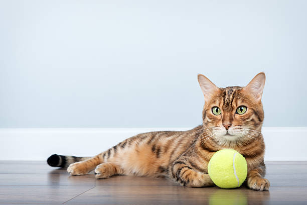 istock Bengal cat with a tennis ball. 2221294362