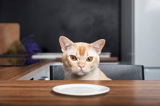 Burmese cat near empty white plate in modern kitchen. Copy space.