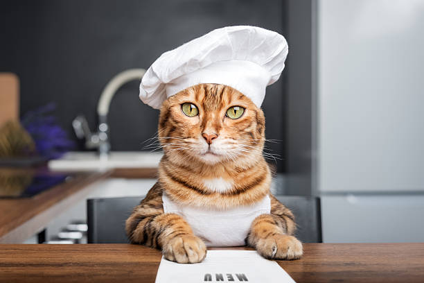 Funny Bengal cat in a chefs hat with a menu sheet on the background of a kitchen.