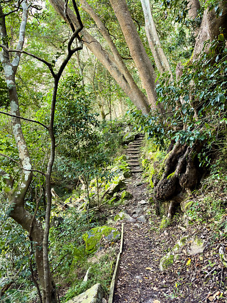 istock Mysterious hiking trail path through dense mountain forest 2221300031