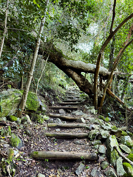 istock Mysterious hiking trail path through dense mountain forest 2221300056