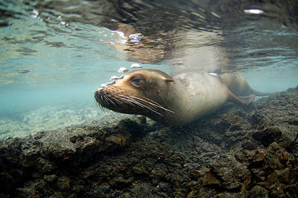 istock Galapagos Sea Lion 2221300293