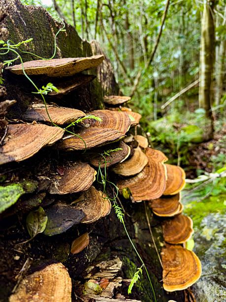 istock Mushrooms growing on rotten log in mountain forest 2221301827