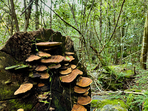 istock Mushrooms growing on rotten log in mountain forest 2221301838
