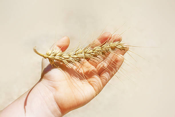 Hand holding wheat on the field, bulgur how it grows. High quality photo