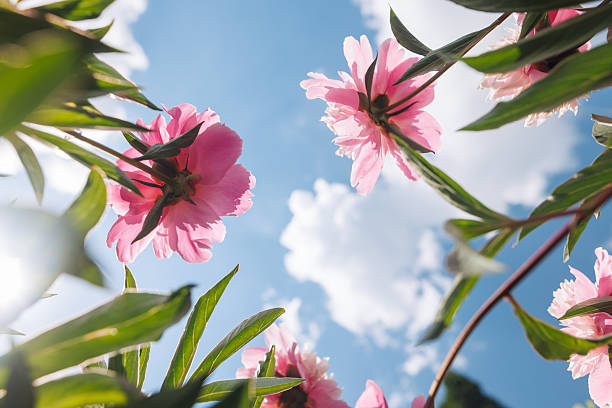 Observing pink flowers under a blue sky with fluffy clouds, selective focus