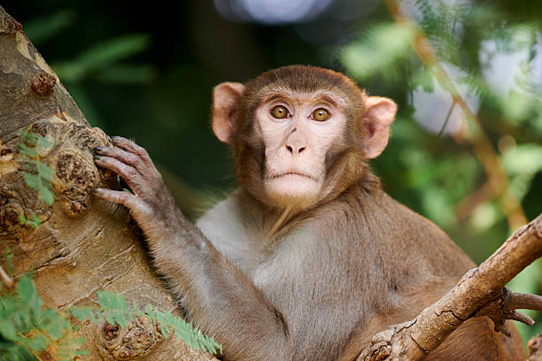 istock Cute little monkey sits on tree trunk in public indian park against green plants backdrop 2221305727