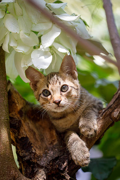 istock Domestic tabby kitten clinging to a tree unsure how to get down 2221305884