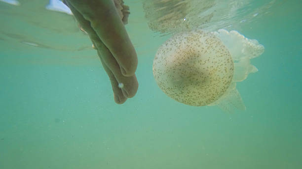 istock Swimmer observing jellyfish in tropical water 2221305939