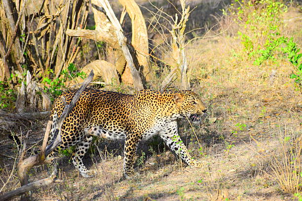 istock Royal Leopards of Sri Lanka 2221306068