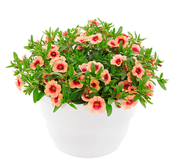 istock Calibrachoa flowers isolated. 2221306962