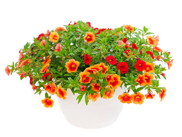 istock Calibrachoa flowers in a pot isolated 2221306963