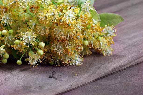 Fresh linden flowers on a wooden table. copy space