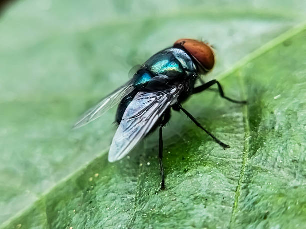 istock Chrysomya megacephala, more commonly known as the oriental latrine fly or oriental blue fly. Cochliomyia hominivorax, the New World screwworm fly 2221308471