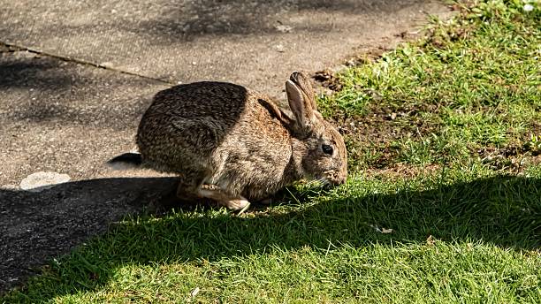 istock European Rabbit Hopping Away. 2221309089