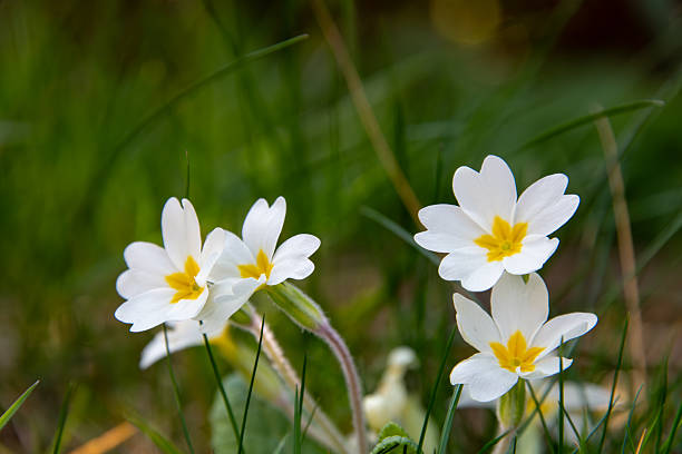 White common primrose (Primula vulgaris) in a garden lawn in England.