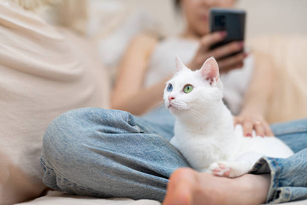 istock A white cat and its owner relaxing at home 2221310649