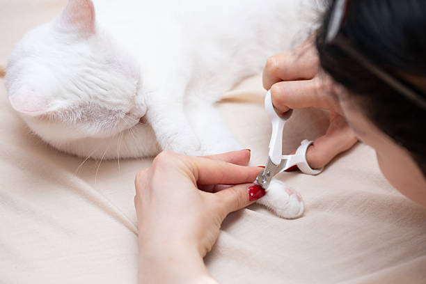 istock A woman's hands trying to cut a cat's claws 2221310670