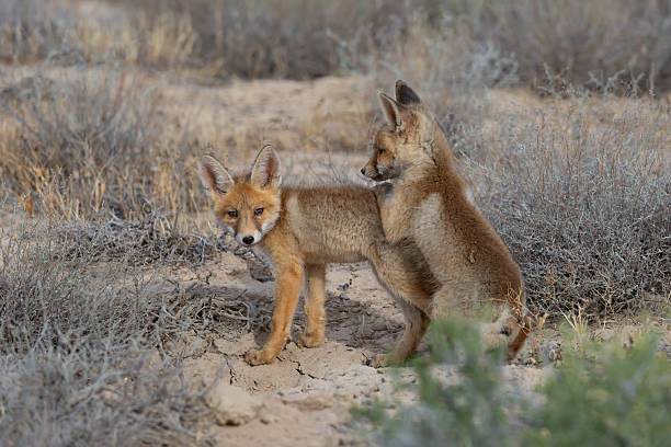 istock Red fox (Vulpes vulpes) juveniles playing among wormwood bushes 2221316261